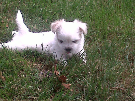 Pekingese-Maltese-Puppy